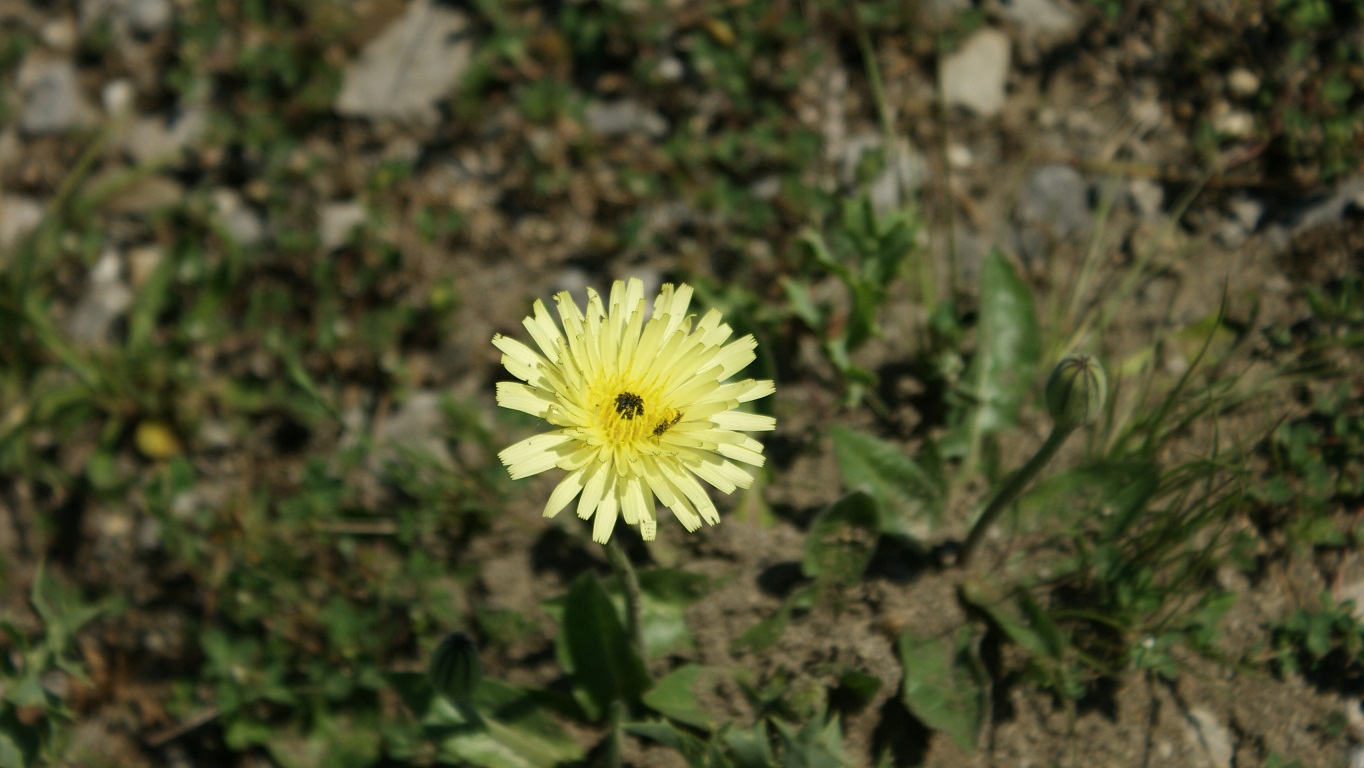 fiore giallo... inconfondibile - Urospermum delechampii